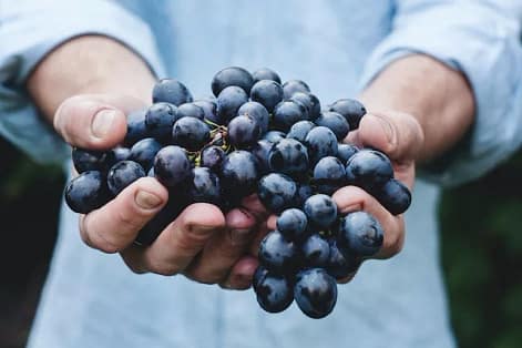 Organic wine grapes