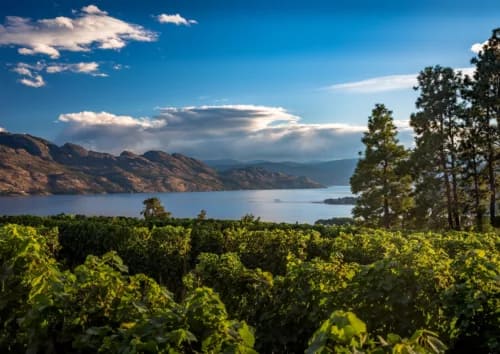 Kelowna vineyards in sunny weather